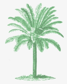 Vintage Palm Tree Illustrations, HD Png Download, Transparent PNG