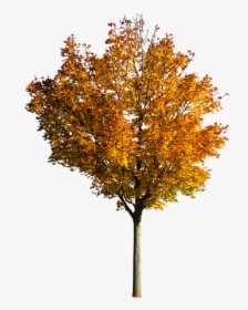 Nature, Tree, Autumn, Leaves, Fall Foliage, Isolated - Transparent Fall Tree Png, Png Download, Transparent PNG