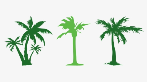 Tree Evergreen Arecaceae Clip Art - Coconut, HD Png Download, Transparent PNG