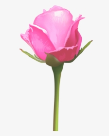 Background Flower Images Png, Transparent Png, Transparent PNG