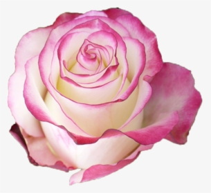 Rose Sweetness, HD Png Download, Transparent PNG