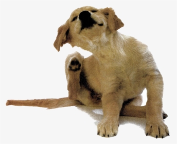 Puppy - Dog Itching White Background, HD Png Download, Transparent PNG