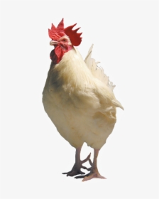 Transparent White Chicken, HD Png Download, Transparent PNG