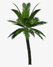 3d Trees - Palm - Acca Software - Immagini Png Palma, Transparent Png, Transparent PNG