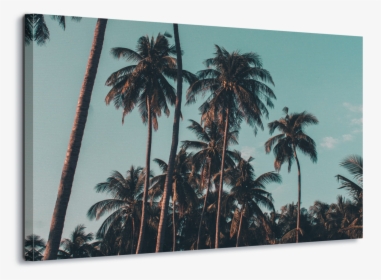 Palm Tree Iphone X, HD Png Download, Transparent PNG