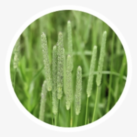 Timothy Grass, HD Png Download, Transparent PNG