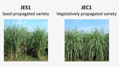 Plant Type Of Erianthus Varieties Jes1 And Jec1 - Sweet Grass, HD Png Download, Transparent PNG