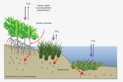 Photosynthesis In Salt Marshes, HD Png Download, Transparent PNG