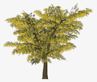 3d Trees - Mimosa - Acca Software - Mimosa Tree Png, Transparent Png, Transparent PNG