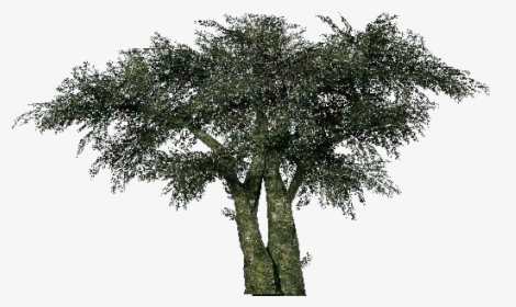 3d Trees - Olive Tree - Acca Software - Mexican Pinyon, HD Png Download, Transparent PNG