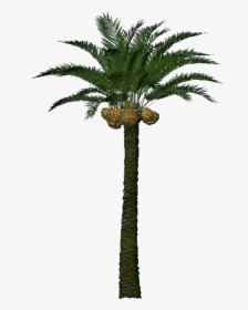 Date Palm Tree Png, Transparent Png, Transparent PNG