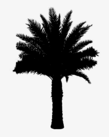Asian Palmyra Palm Black & White - Black And White Plant Palm, HD Png Download, Transparent PNG