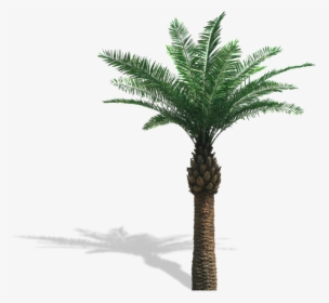 Real Palm Trees Png, Transparent Png, Transparent PNG
