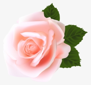 Green Hats, High Quality Images, Pink Roses, Flower, HD Png Download, Transparent PNG