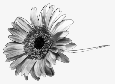 Transparent Black And White Flowers Png - Black And White Sunflower Png, Png Download, Transparent PNG