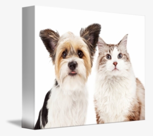 Cute Dog And Cat - Companion Dog, HD Png Download, Transparent PNG
