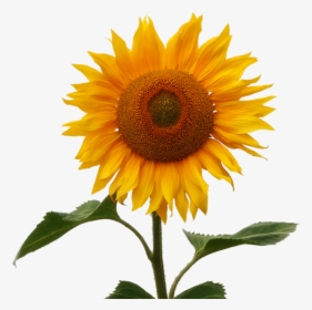 White T Shirt With Sunflower, HD Png Download, Transparent PNG
