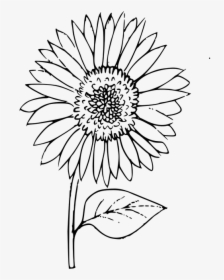 Outline, Sunflower Coloring, Plant, Flower - Outline Images Of Sunflower, HD Png Download, Transparent PNG