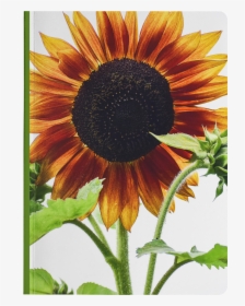 Sunflower, HD Png Download, Transparent PNG