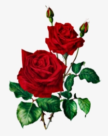 Transparent Red Roses Clipart - Red Rose Botanical Print, HD Png Download, Transparent PNG