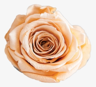 Rosas Preservadas Y Naturales | The Prestige Roses, HD Png Download, Transparent PNG