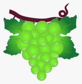 Plant,grape,grapevine Family - Grape, HD Png Download, Transparent PNG