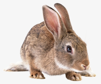 Gray Rabbit Png Image - European Rabbit Png, Transparent Png, Transparent PNG
