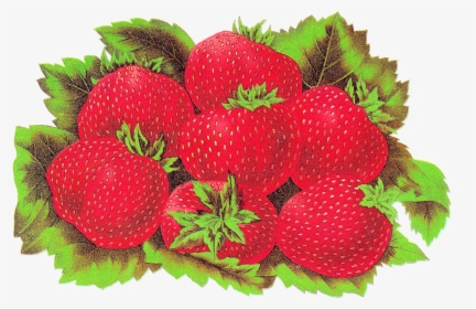 Fruit Strawberry Digital Download Image - Strawberry, HD Png Download, Transparent PNG