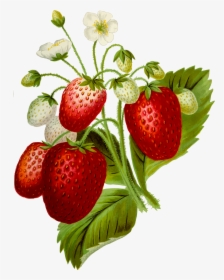 Strawberries 2 Clip Arts - Clipart Strawberry Plant, HD Png Download, Transparent PNG