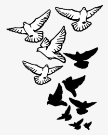 Columbidae Bird Tattoo Drawing Domestic Pigeon - Bird Tattoo Drawing, HD Png Download, Transparent PNG