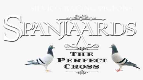 Silvios Spanjaards Logo V2 - Stock Dove, HD Png Download, Transparent PNG