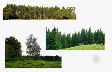 Many Trees Png , Png Download - Forest Png, Transparent Png, Transparent PNG
