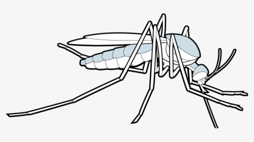 Parasitism Animal Drawings, HD Png Download, Transparent PNG