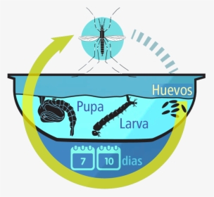 Ciclo De Vida Del Aedes Aegypti, HD Png Download, Transparent PNG