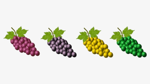 Transparent Grapes Vector Png - Grape, Png Download, Transparent PNG