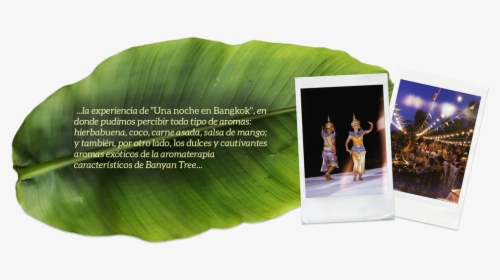 Thai Food Festival By Banyan Tree Cabo Marqués - Ensete, HD Png Download, Transparent PNG