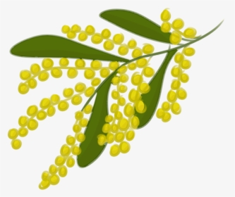 Clipart Leaf Banyan - Golden Wattle Leaf Drawing, HD Png Download, Transparent PNG