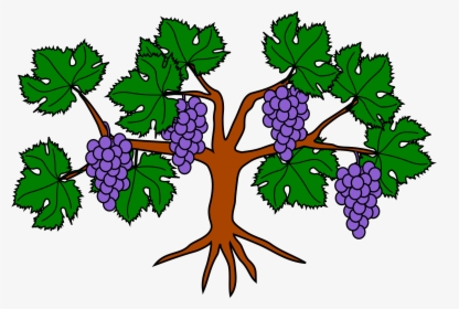 File Grapevine Wikimedia Commons - Part Of The Grape Tree Clipart, HD Png Download, Transparent PNG