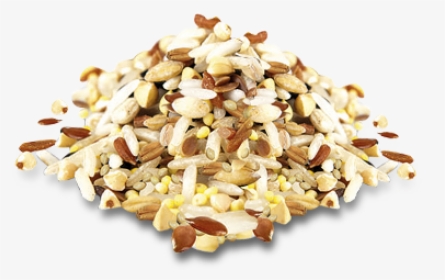 Seed, HD Png Download, Transparent PNG