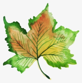 Maple Leaf, HD Png Download, Transparent PNG