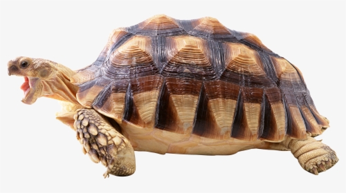 Snapping Turtle Png - Turtle Png, Transparent Png, Transparent PNG