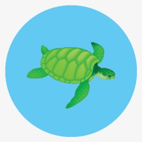 Sea Turtle Icon - Green Sea Turtle, HD Png Download, Transparent PNG