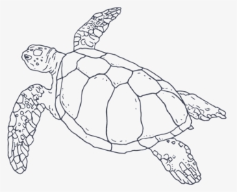 Turtle-icon - Hawksbill Sea Turtle, HD Png Download, Transparent PNG