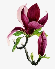 Flower Bordeaux Freetoedit - Watercolor Painting, HD Png Download, Transparent PNG