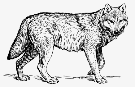 Wolf Clipart Black And White Png, Transparent Png, Transparent PNG