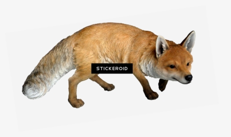 Real Woodland Animals , Png Download - Transparent Background Fox Png, Png Download, Transparent PNG