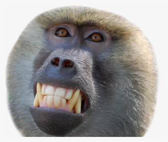 Baboon Smiling, HD Png Download, Transparent PNG