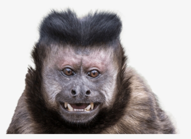 Black-capped Capuchin - Black Capped Capuchin Monkey, HD Png Download, Transparent PNG