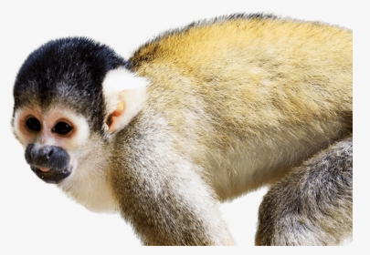 Squirrel Monkey - Squirrel Monkey Facts, HD Png Download, Transparent PNG