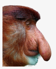 Clip Art A Proboscis Monkey Imgur - Proboscis Monkey White Background, HD Png Download, Transparent PNG